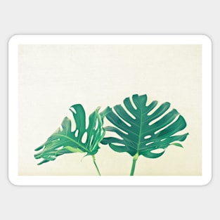 Monstera Leaves Sticker